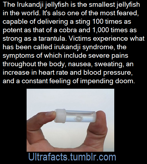 ultrafacts:  Though it is most commonly found in the waters off Australia, it has