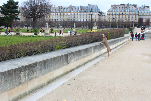 Dog overlooking Jardin Des Tuileries 