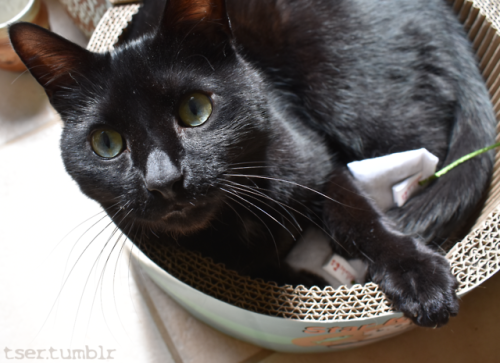 tser: I got a tuna can shaped cardboard scratcher for half off. It even has a “lid” with