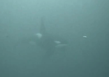 scottish-orca:    North Sea Orca 180′  - 2009   