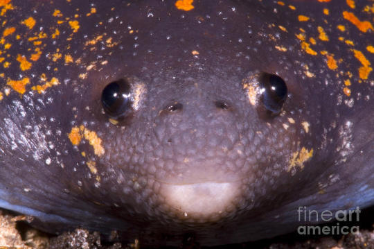 frogsuggest: friend of the day! you’ve met handsome roundboy, now we introducing….  His Royal Flatness, mexican burrowing toad! SO FLAT! i am swooning a face of a king perfect is he body i trust him I love him beautiful smile of toad he know you