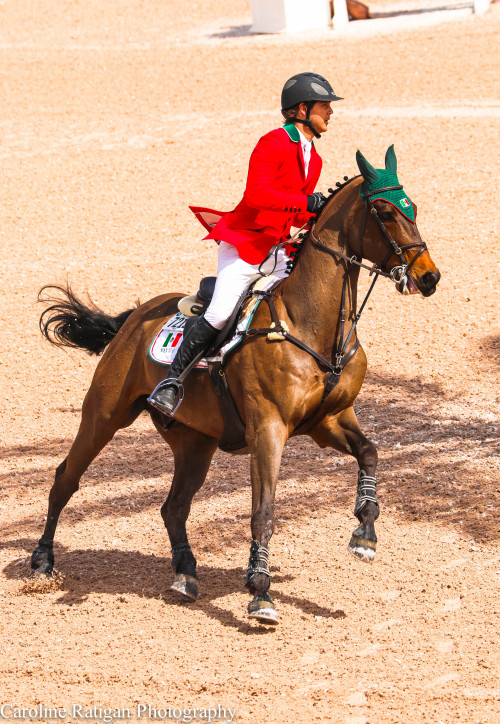 Hunter jumper horse