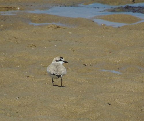 This #ShorebirdSunday features my beloved Clover the Plover…the location, metal ring (though the alp