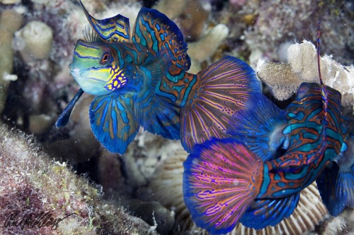 thelovelyseas:Mandarinfish by Klaus Stiefel