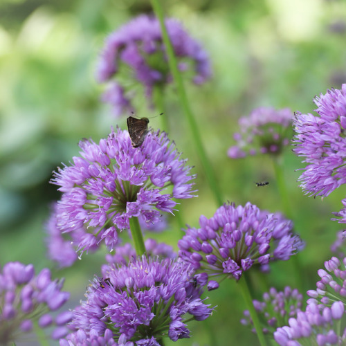 Allium Millenium and a few of her friends;  several kinds of skippers, a clearwing hummingbird 