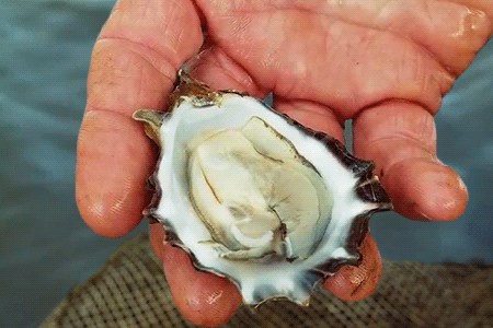 ucresearch:What does upwelling have to do with oyster deaths? Our ocean is a natural carbon dioxide 