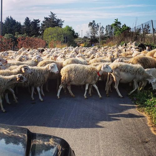 Sicilian style traffic jam. I Iove when this happens! #experiencesicily #sicily #sheep #flockofsheep