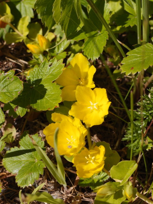 Lysimachia nummularia — moneywort a.k.a. creeping jennyFragaria vesca — wild strawberry