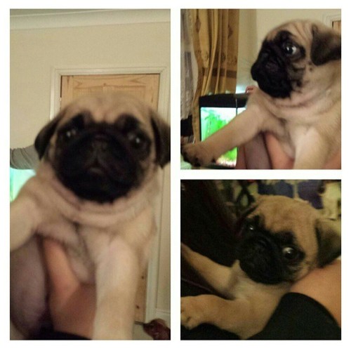 ilovepugs4ever:  Follow Dog Quotes.