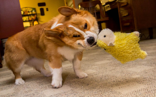 thefrogman:Otis shaking his sheep + high speed shutter = jiggly corgi face shenanigans. 