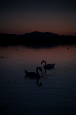 outdoormagic:  Two swans dancing during dawn by Manu766 on Flickr. 