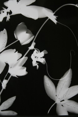 kuplenko:  Kuplenko Photogram 