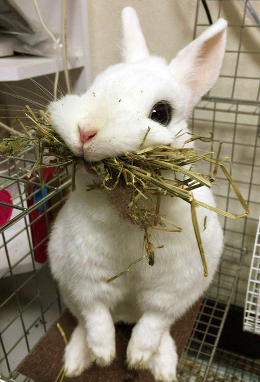 tiny-princess-kitten:  bunny &lt;3 