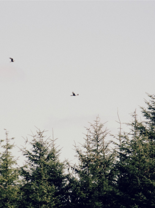   wales; part one 