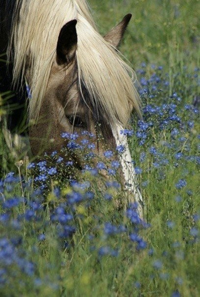 horse su We Heart It. liebesmagda