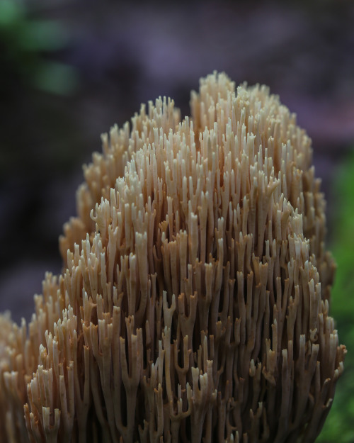 steepravine:Coral Fungus Castles(Porcupine Mountains, Michigan - 8/2016)