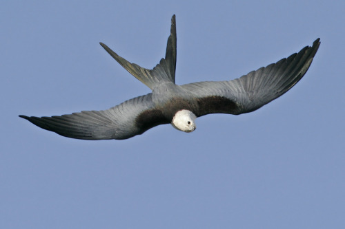 I think this is one of the best looking birds of prey out there, one of my favourites - the American