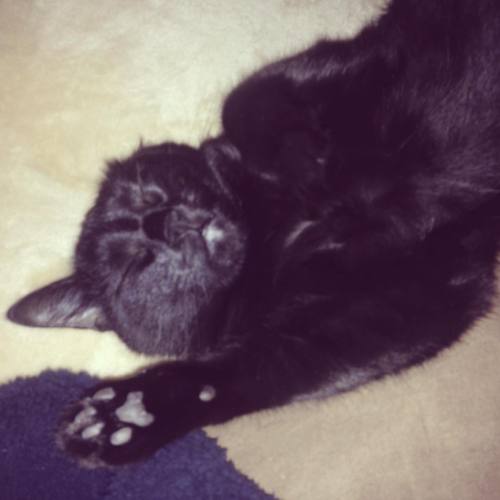 Miss Murc nem tolta túl ezt a #BlackCat és a #halloween témát. #missmurc