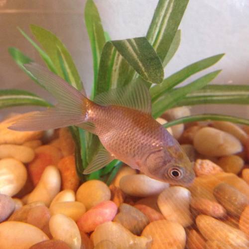 Yesterday Eric and I bought our first pet together! A (silver) goldfish. His name is Quaalude. #pet 