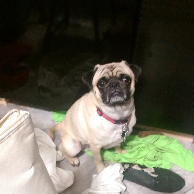 ilovepugs4ever:  Follow Dog Quotes. 
