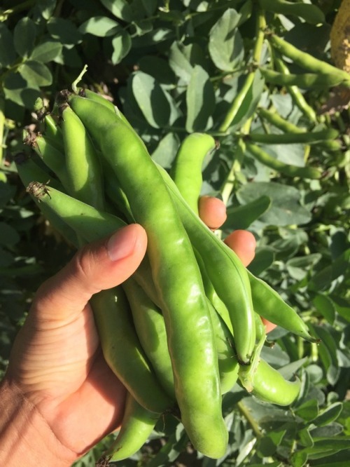 Fist full of Favas