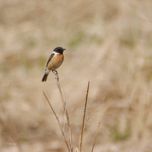 A friendly stonechat - it remained sitting within photographic distance for a short time ;-)