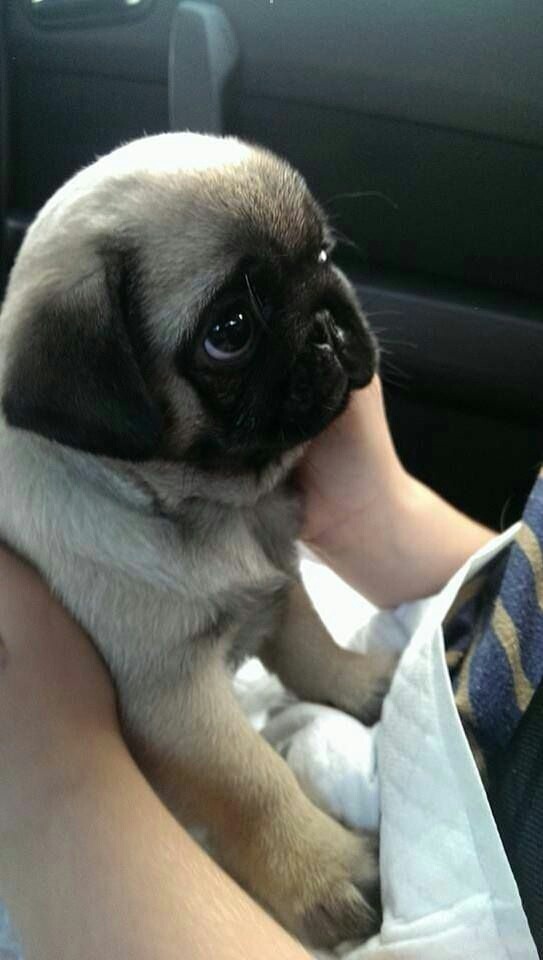 eatyourpie:  heeeeeeelp my heart hurtssssss  awww such a cute little puggy just want