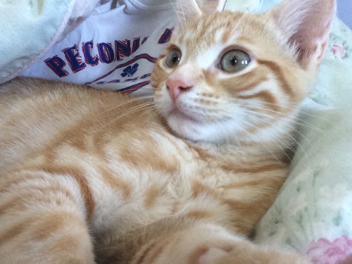 i feel like i havent generated enough Web Content today so here are some pictures of the kitten look