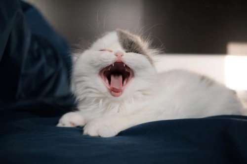 Yawn あくび #fujifilm#katt#кошка#ネコ#猫#cat#neko#ぬこ#ふわもこ部#micio#japan#ocicat#whitecat#munchkin#scottishfo