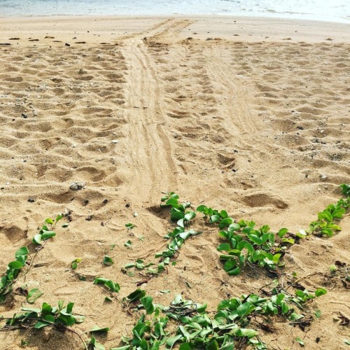 Hawaiian monk seal mom and pup made a beeline for the water. #monk seal #letsleepingsealslie #givesp