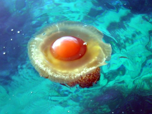 ftcreature:Fried Egg Jellyfish Are Kind of Adorable – & That’s No Yolk.There are two species tha