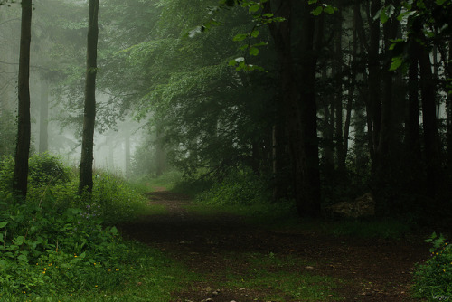 90377: Misty Woods by Ian Dyer on Flickr.