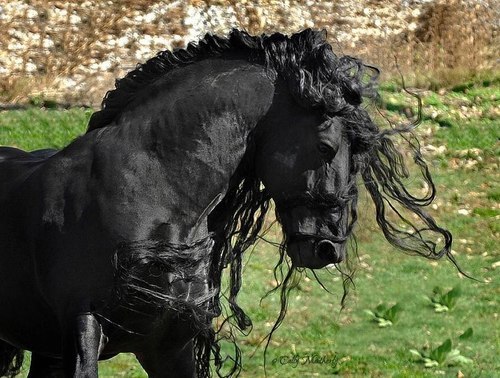 daughter-of-crom:  bardos96:  Frederik the Great - Friesian stallion *^*  