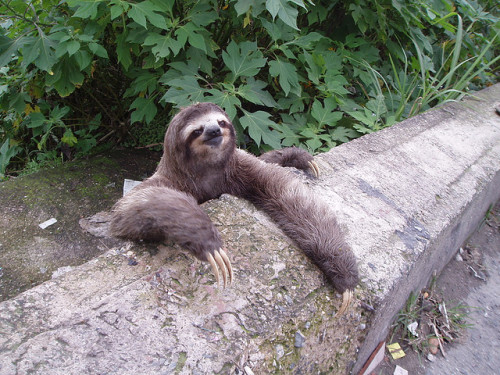 eternalsloth: eternalsloth