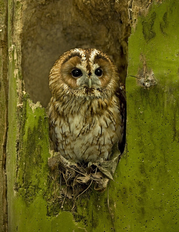 truleescrumptious1:  Tawny owl by Ronald Coulter
