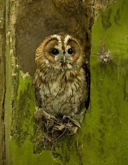 truleescrumptious1:  Tawny owl by Ronald