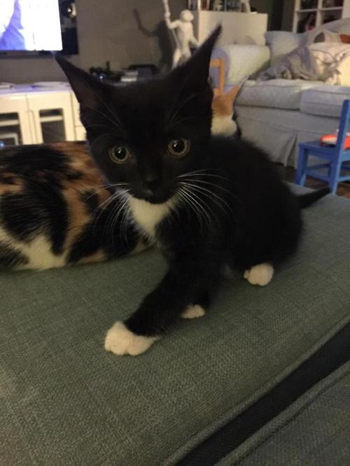 cutekittensarefun:Rehoming fail - Mankie MoonChild (f) 10 weeks old - soooo cute.