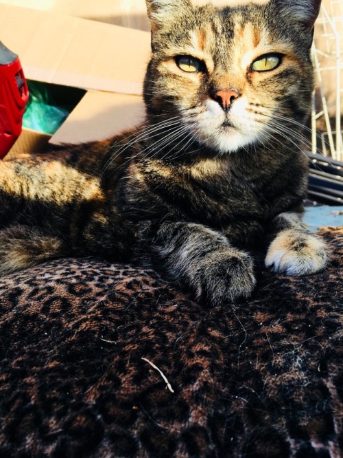 Princess Fancy is such a diva, she only sleeps on her cheetah print bed.