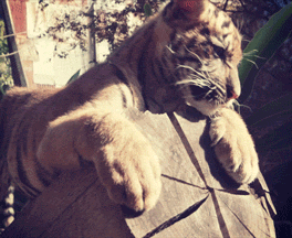 sdzsafaripark:  Silly Suka  