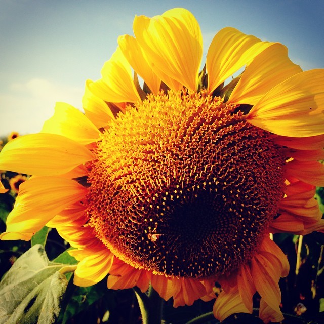 Sunflower #latergram #nature #sun #flower #joy #california #halfmoonbay