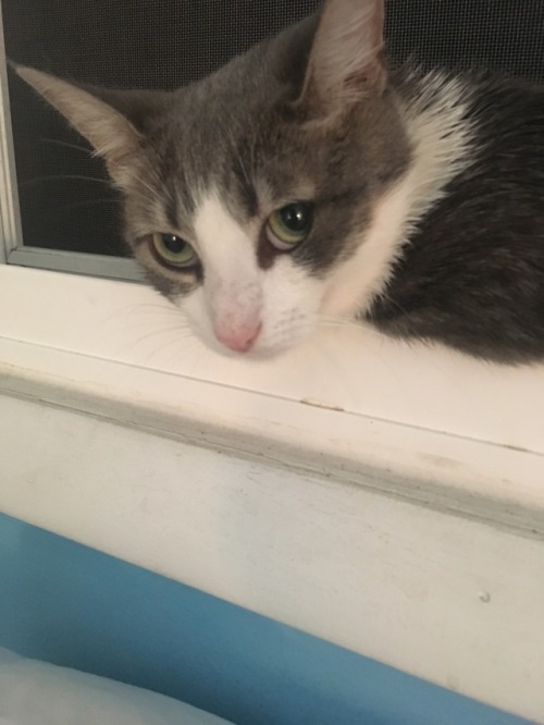 Meet Brent. Brent came to us three weeks ago after about six months in the shelter because while his