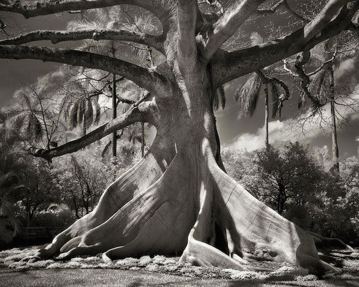 asylum-art-2:  Beth Moon  American  photographer Beth Moon has spent the past 14