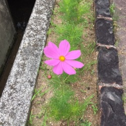 葵若菜tumblr Posts Tumbral Com 葵若菜tumblr Posts Tumbral Com