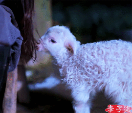 chellamme:李子柒 liziqi’s little lamb for @svarnnam’s birthday!