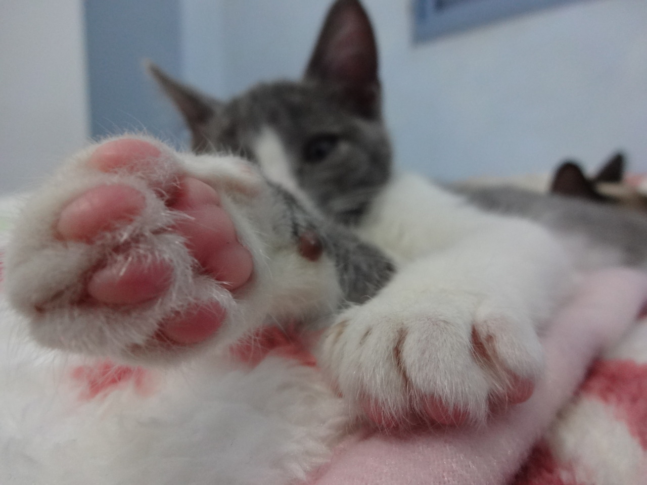 fuckyeahfelines!