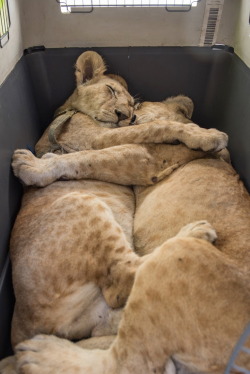 mymodernmet:  Inseparable Lion Cub Siblings Cuddle on Journey to Safety from Gaza