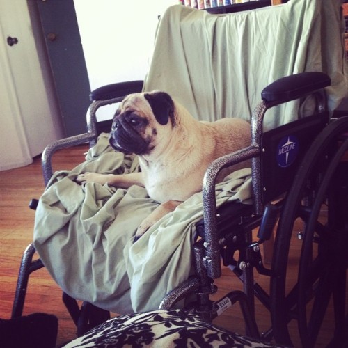 When your pug has already claimed your new wheelchair for your broken leg.,,, #puglife #pugproblems 