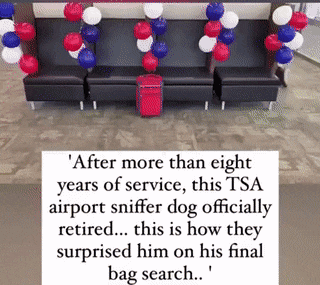 doggos-with-jobs:  TSA dog’s last bag check   Good boy ♥️