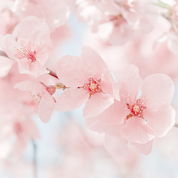 t-okimeki:  Pinhk Blossom Photography by Marasca Photography by (Vanessa) 