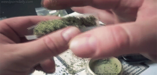 weedporndaily:  Rolling up a fatty   